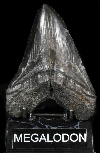 Black, Fossil Megalodon Tooth #41802